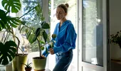 5 plante de apartament pe care nu ar trebui să le scoți pe balcon. Se pot ofili sau chiar arde