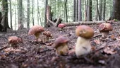Pericolul ciupercilor otrăvitoare revine în sezonul cald. Semnalul tras de specialiști / VIDEO