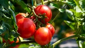 Ce poți adăuga în apa cu care uzi roșiile ca să ai plante mai sănătoase și mai rezistente