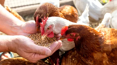 De ce merită să dai mai mulți bani pe puiul de țară. Ce beneficii are carnea de pui crescut fără antibiotice sau hormoni de creștere accelerată