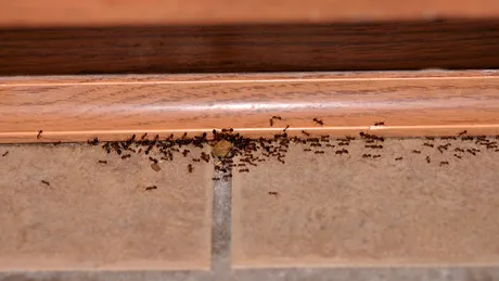 Uită de insecticide: cum un ingredient obișnuit din bucătărie te poate scăpa pentru totdeauna de furnicile din locuință