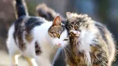 Defilare de pisici rare şi ocazia de a adopta o pisică sterilizată în Capitală
