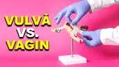 Ce este vulva? Ce este vaginul? Care sunt diferențele?