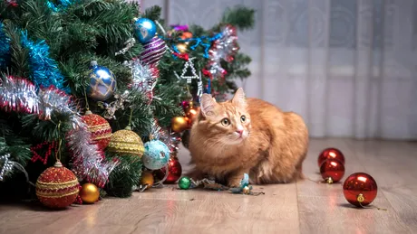 Trucul neașteptat care împiedică pisica să atace bradul de Crăciun
