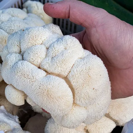 Singura ciupercă cu gust de fructe de mare care reduce trigliceridele. E bună și pentru slăbit, creier și starea de spirit