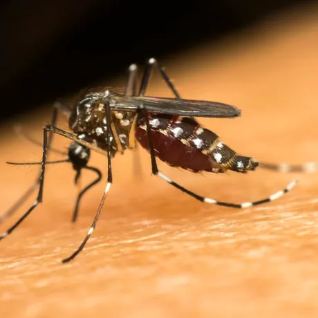 Boala tropicală severă, transmisă de țânțari, ar putea ajunge și în România! Cum se manifestă chikungunya