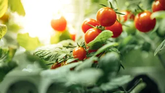 Cum salvezi rapid recolta de roșii cu doar două ingrediente din bucătărie