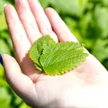 Ce plante trebuie tunse la sfârșitul verii? Ce tai acum și ce este mai bine să lași pentru toamnă