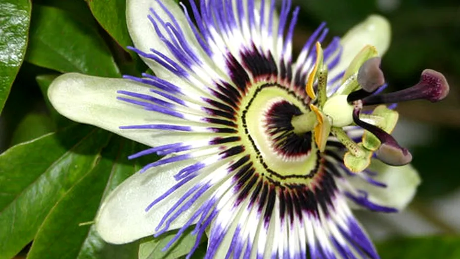 Floarea-pasiunii (Passiflora incarnata)