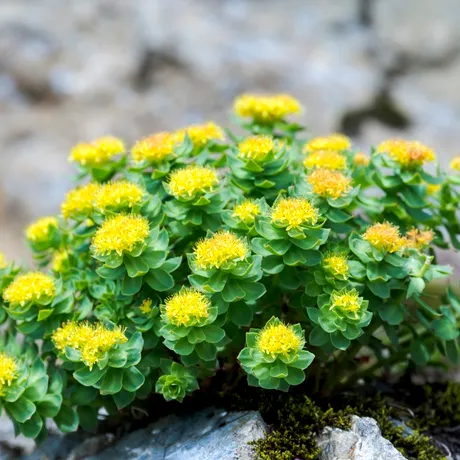 Remediul NATURAL care te relaxează seara și îți redă energia dimineața