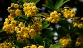 Planta considerată „Ozempic natural”. Te scapă de kilogramele în plus la menopauză