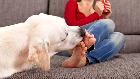 Câini special antrenaţi pentru a sprijini bolnavii de diabet