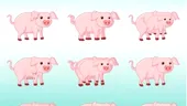 Test de inteligență! Reușești să afli câți porci sunt în această imagine? Ghicește în 15 secunde și vezi ce IQ ai
