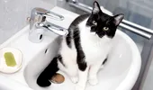 Motivul real pentru care pisica te urmărește mereu, când mergi la WC. Ce crede că se întâmplă, de fapt