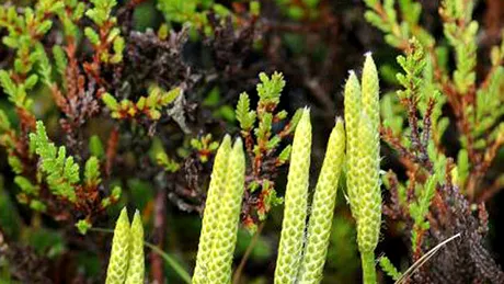 Pedicuţa (Lycopodium clavatum)