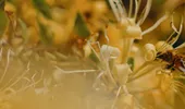Mâna Maicii Domnului – planta cu puteri tămăduitoare. Beneficii inedite ale caprifoiului