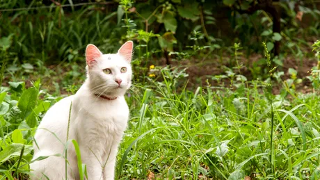 Semnul care îți arată dacă ai acasă o pisică dintr-o rasă rară! Trebuie să te uiți atent la blana felinei