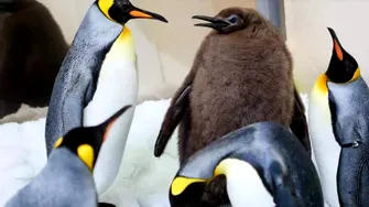 Cum a devenit Pesto, un pui de pinguin imperial, star pe reţelele de socializare. VIDEO