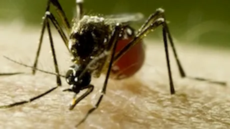De ce sunt periculoşi ţânţarii: un entomolog american explică!