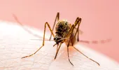 Virusul West Nile se extinde în Europa. România se numără printre țările în care au fost raportate cazuri