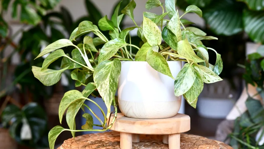 5 plante de apartament care pot crește fără pământ. Sunt ușor de întreținut și arată spectaculos