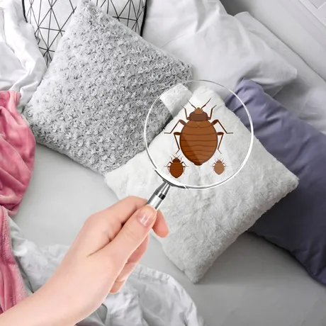 Cum să scapi rapid de ploșnițele de pat. Un ingredient banal din bucătărie le poate îndepărta definitiv!