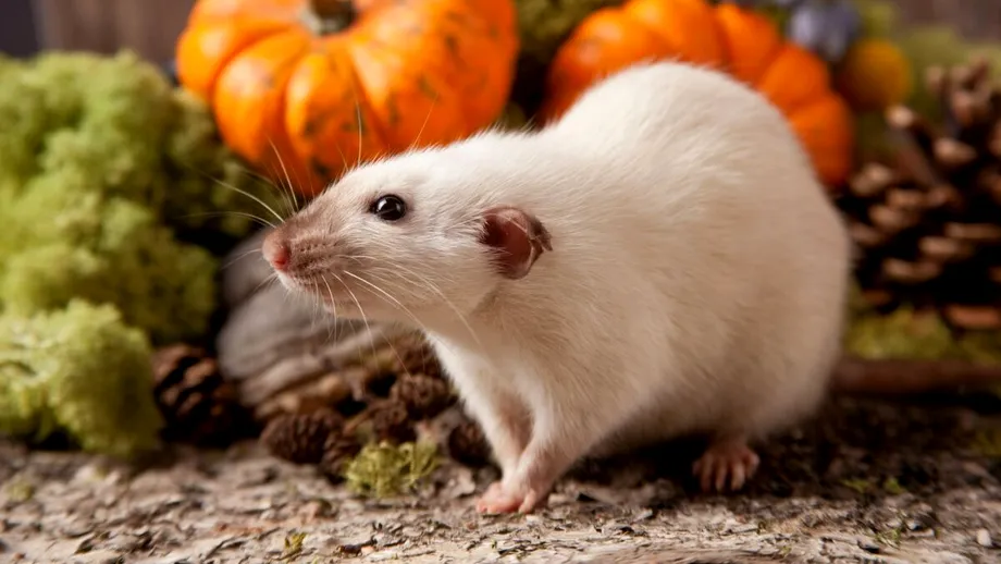 Tratamentul naturist care alungă șobolanii din grădină. Remediul s-a dovedit a fi foarte eficient