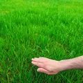De ce să arunci zahăr pe gazon în această primăvară! Recomandarea neașteptată de la grădinari