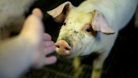 Mușcătura de porc - de ce este periculoasă și cum se tratează