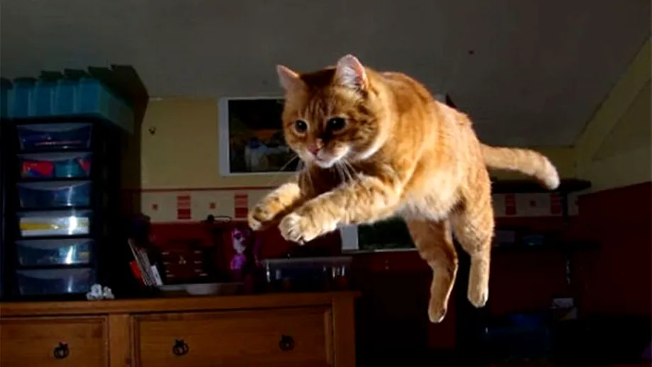 Motivul real pentru care pisica ta aleargă noaptea prin casă. Ce mesaj vrea să-ți transmită