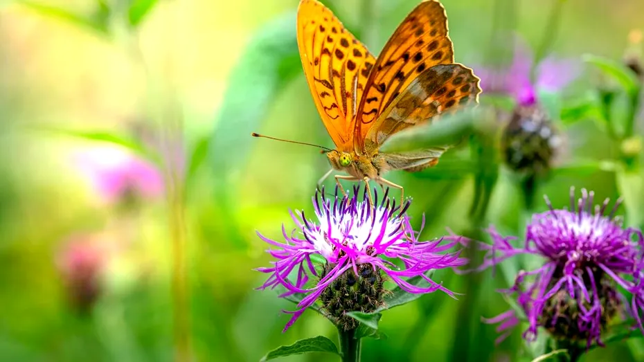 Beneficiile armurariului, planta din care este extrasă silimarina (P)