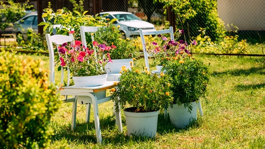 Flori rezistente la căldură și secetă. Pot fi plantate cu ușurință în orice grădină