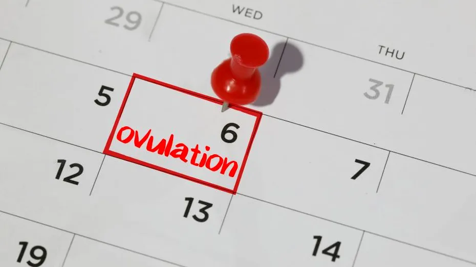 Mituri despre ovulație și concepție demontate de medicul ginecolog
