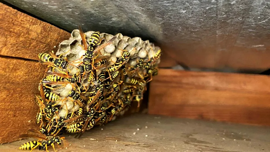 Cum să elimini complet un cuib de viespi. Ai nevoie de un singur ingredient și o găleată