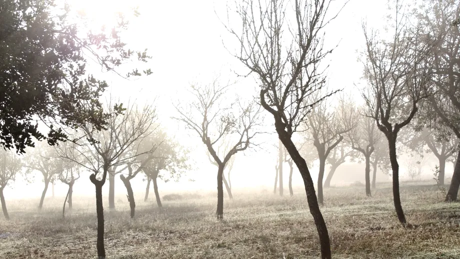 Greșeala majoră care îți poate distruge livada! Ce trebuie să faci acum ca pomii tineri să nu înghețe