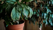 Cum îți faci plantele de apartament să înflorească mai repede. Trucurile simple recomandate de experți