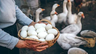 Cât timp se fierbe un ou de gâscă?