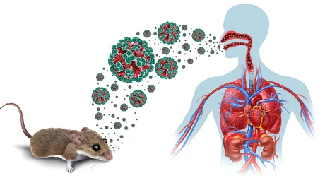 Alertă sanitară hantavirus după decesele de pe vasul de croazieră! Numărul pacienților a crescut. Simptomele cheie și perioada de incubație, conform OMS