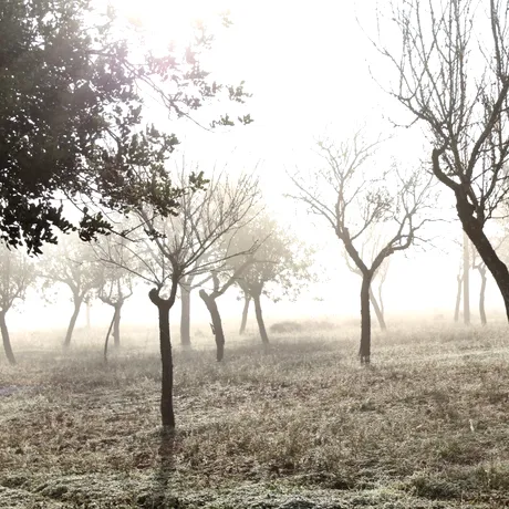 Greșeala majoră care îți poate distruge livada! Ce trebuie să faci acum ca pomii tineri să nu înghețe