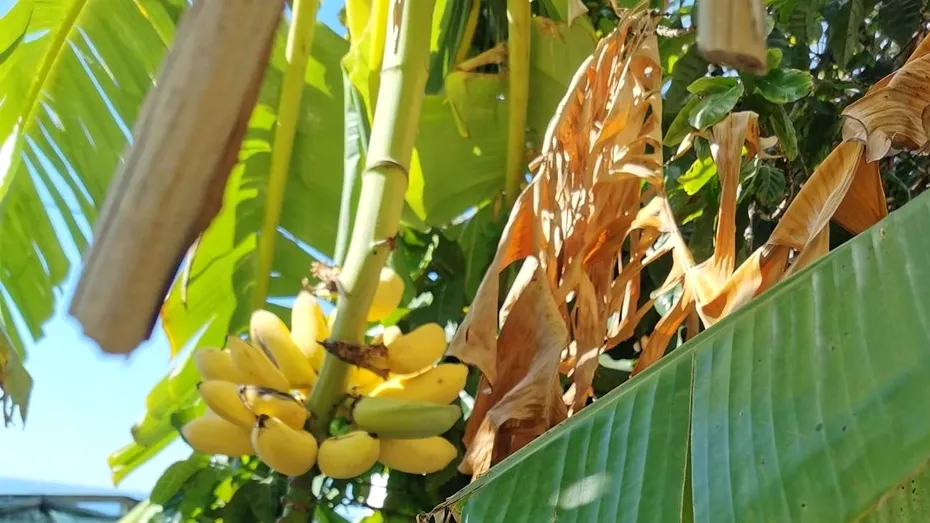 Nu mai arunca coaja de banane! Fă ceai din coajă de banane împotriva insomniei