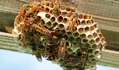 Ce să pui pe terasă ca să scapi de viespi. Metoda naturală devenită virală