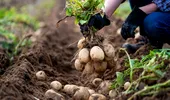 Ce să pui în groapa cartofilor când îi plantezi primăvara! Secretul unei culturi bogate și sănătoase