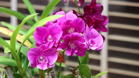 Greșeala pe care o faci când cumperi orhidee. Modul în care o uzi face mai mult rău decât bine