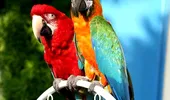 Papagalii – animale de companie foarte prietenoase