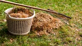 Cum trebuie să ai grijă de grădina ta în octombrie. Ce trebuie să plantezi și când tunzi ultima dată gazonul
