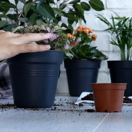 De ce pun oamenii o monedă de cupru în ghiveciul florilor. Metoda simplă care protejează plantele