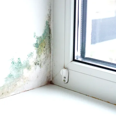 Ce se întâmplă, de fapt, dacă dormi într-o cameră cu mucegai. Cât de periculos este pentru organism?