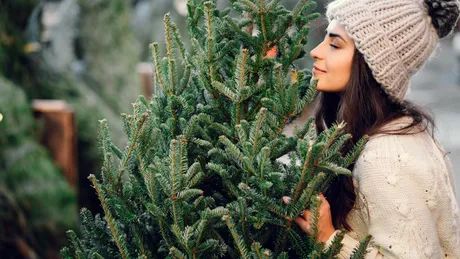 Care soi de brad miroase cel mai puternic în casă. Are și o rezistență mai mare