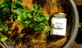 Cum se folosește corect sarea Epsom la roșii, ardei și trandafiri. Atenție la cantitate