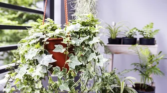 Rezistentă la frig și ușor de îngrijit! Planta care protejează casa și atrage energia pozitivă